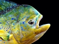 Dolphinfish