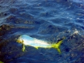 Dolphinfish