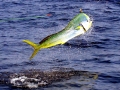 Dolphinfish