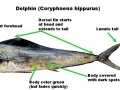 Dolphinfish