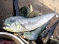 Dolphinfish