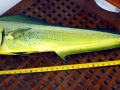 Dolphinfish