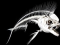 Dolphinfish