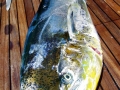 Dolphinfish