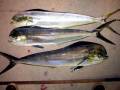 Dolphinfish