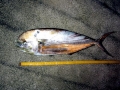 Dolphinfish