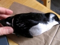 Dovekie