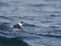 Little Auk