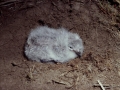 Dovekie
