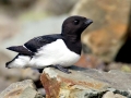 Little Auk