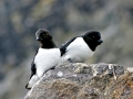 Little Auk