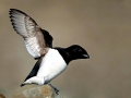 Little Auk