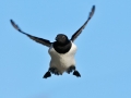 Little Auk