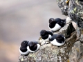 Little Auk