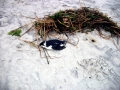 Little Auk