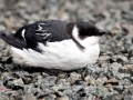 Little Auk