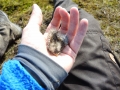 Little Auk