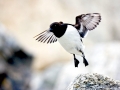 Little Auk
