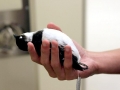 Little Auk