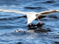 Little Auk