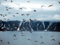 Little Auk