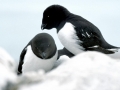 Little Auk