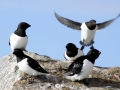 Little Auk