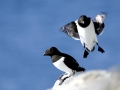 Little Auk