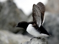 Dovekie