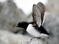 Little Auk