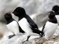 Little Auk