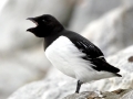 Dovekie