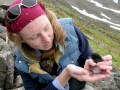 Little Auk