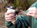 Little Auk