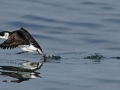 Little Auk