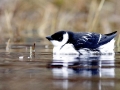 Little Auk