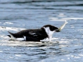 Little Auk