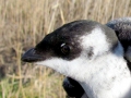Little Auk