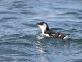 Little Auk