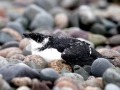 Little Auk