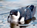 Dovekie