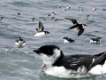 Little Auk