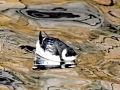 Little Auk