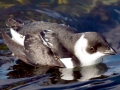 Little Auk