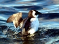 Little Auk