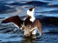 Little Auk