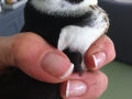 Little Auk