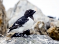 Dovekie