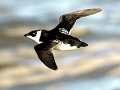 Little Auk