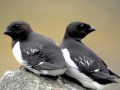 Dovekie